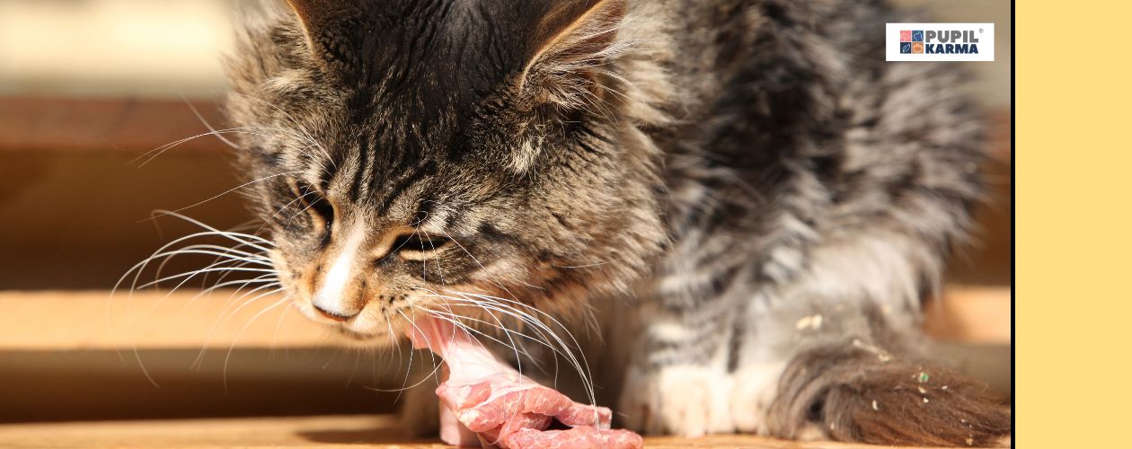 Bezwzględni mięsożercy. Zdjęcie pstrokatego kota jedzącego kawałek mięsa. Z prawej strony żółty pas i logo pupilkarma. 